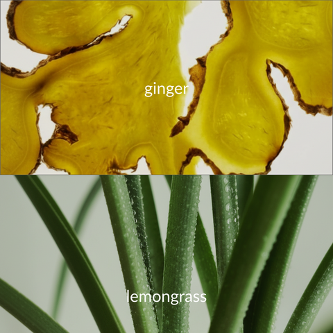 Close-up of ginger root and lemongrass stalks with labels.